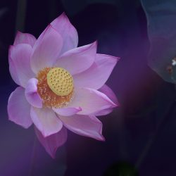 flower-gc04856d68_1920